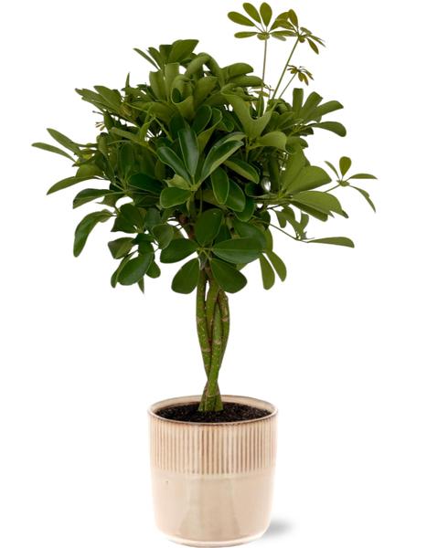 Schefflera Compacta - Ø19cm - ↕80cm + Terni Pot D20x20cm - Roze