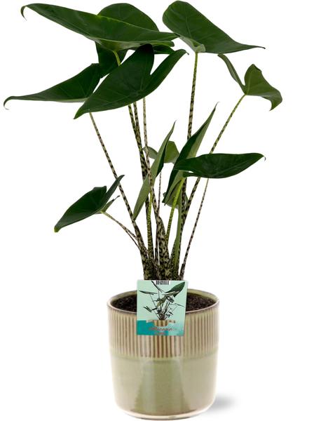 Alocasia Zebrina - Ø19cm - ↕75cm + Terni Pot D20x20cm - Groen