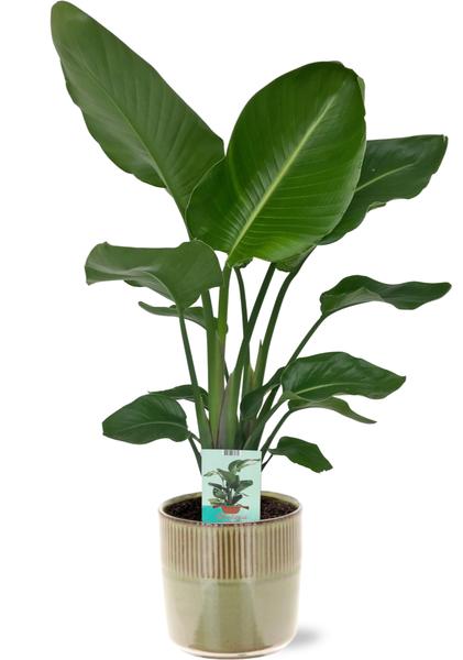 Strelitzia Nicolai - Ø19cm - ↕90cm + Terni Pot D20x20cm - Groen