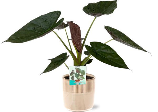 Alocasia Wentii - Ø19cm - ↕85cm + Terni Pot D20x20cm - Roze