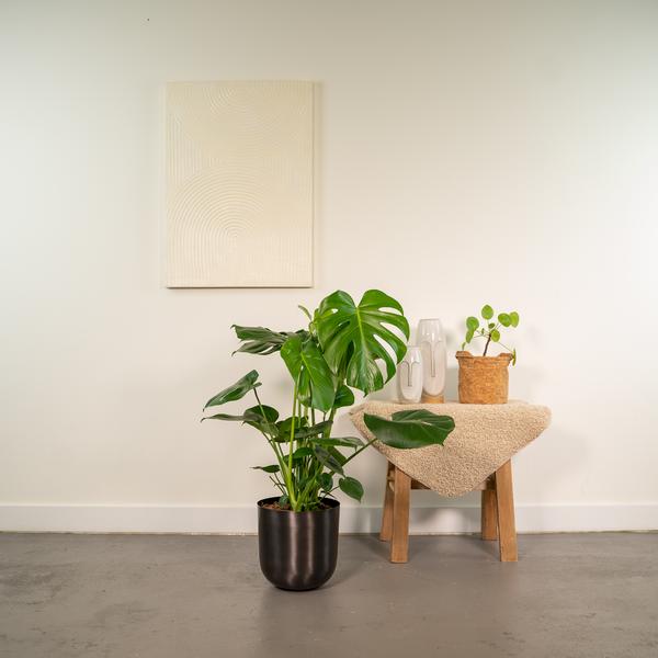 Monstera Deliciosa- ↨80cm - Ø21cm + Pot Mayk Lead