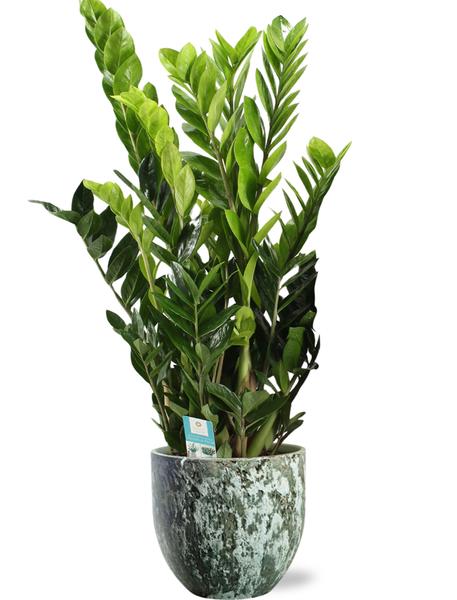 Zamioculcas Zamiifolia - Ø21cm - ↕95cm + Sem Pot D24x22cm - Groen