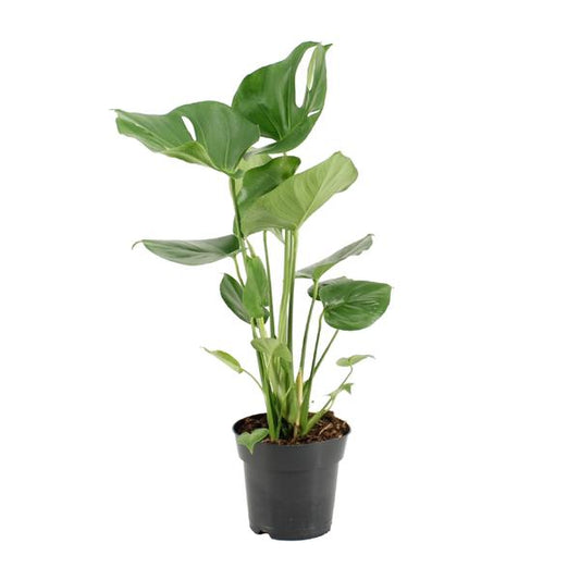 Monstera Deliciosa - Ø17cm - ↕60cm