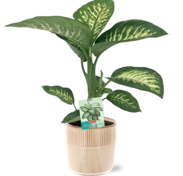 Dieffenbachia Seguine Tropic Snow - Ø19cm - ↕70cm + Terni Pot D20x20cm - Roze