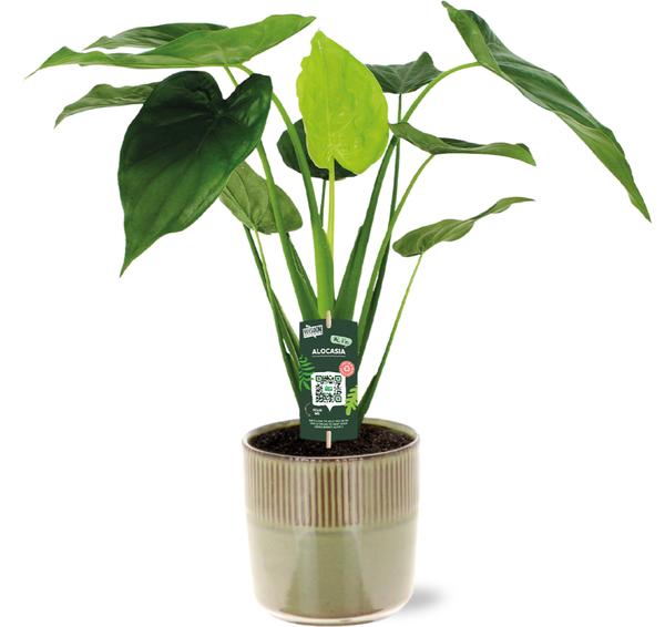 Alocasia Cucullata - Ø19cm - ↕55cm + Terni Pot D20x20cm - Groen