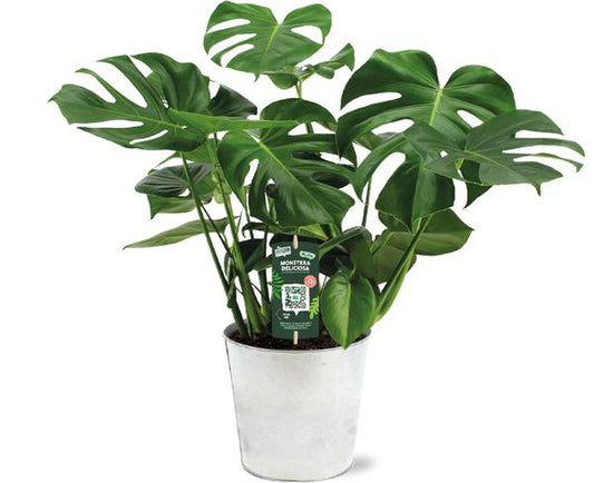 Monstera Deliciosa - Ø21 - ↕65cm + Pot D22,5 x 21cm - Zink