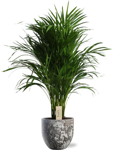 Dypsis Lutescens - Ø21cm - ↕100cm + Sem Pot D24x22cm - Bruin