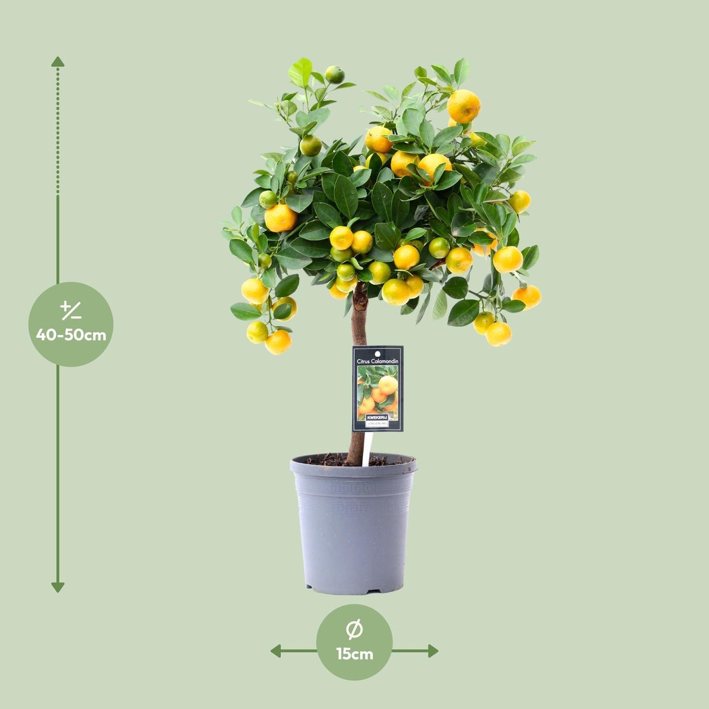 Citrus Calamondin - Ø15cm - ↕45cm