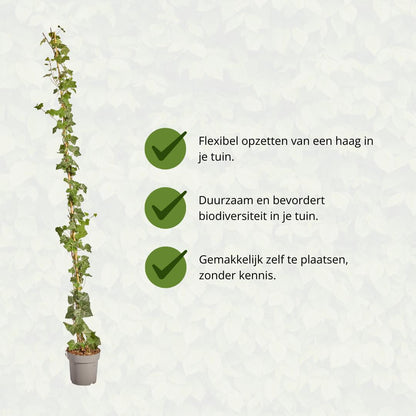 Hedera Hibernica - Klimop - Gestokt - ↨150 - 175 cm