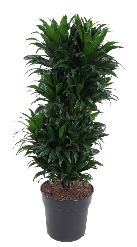 Dracaena Compacta Vertakt P27 - Ø27cm - ↕100cm