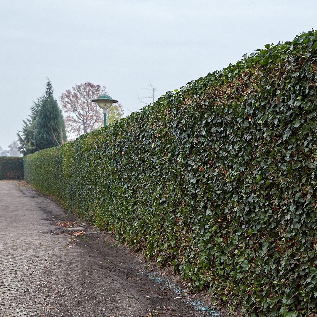 Hedera Hibernica - Klimop - Gestokt - ↨80 - 100 cm