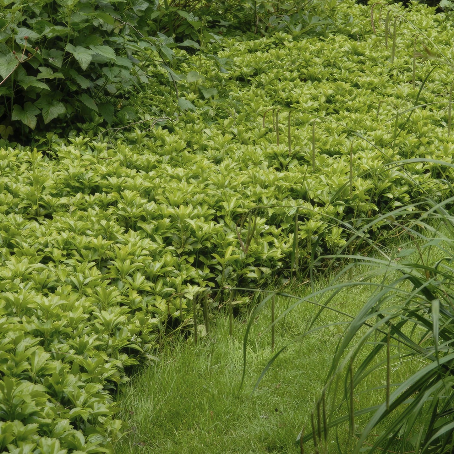 Pachysandra term. 'Green Carpet' - ↕25cm - Ø9cm - 6x