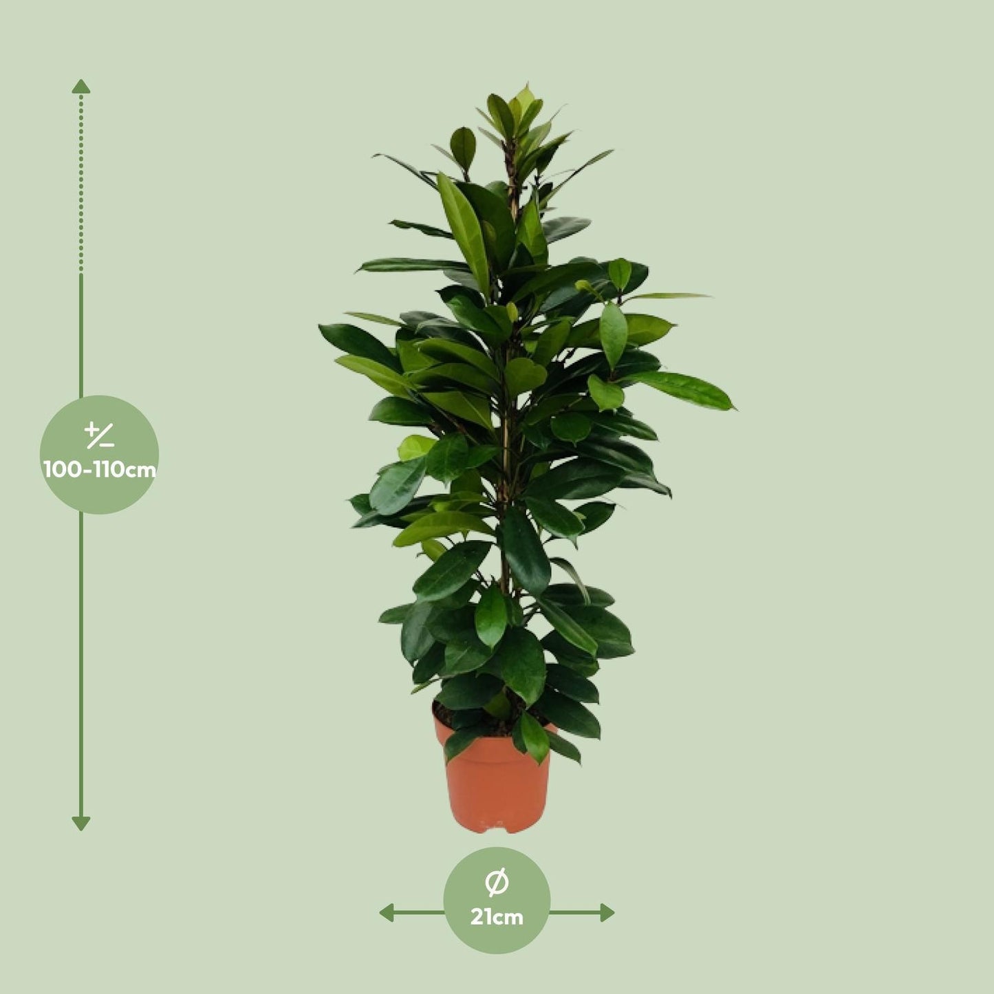 Ficus Cyathistipula - Ø21cm - ↕105cm