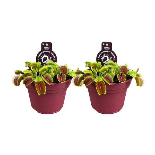 Dionaea Muscipula - 2 stuks - Ø12cm - ↕12cm