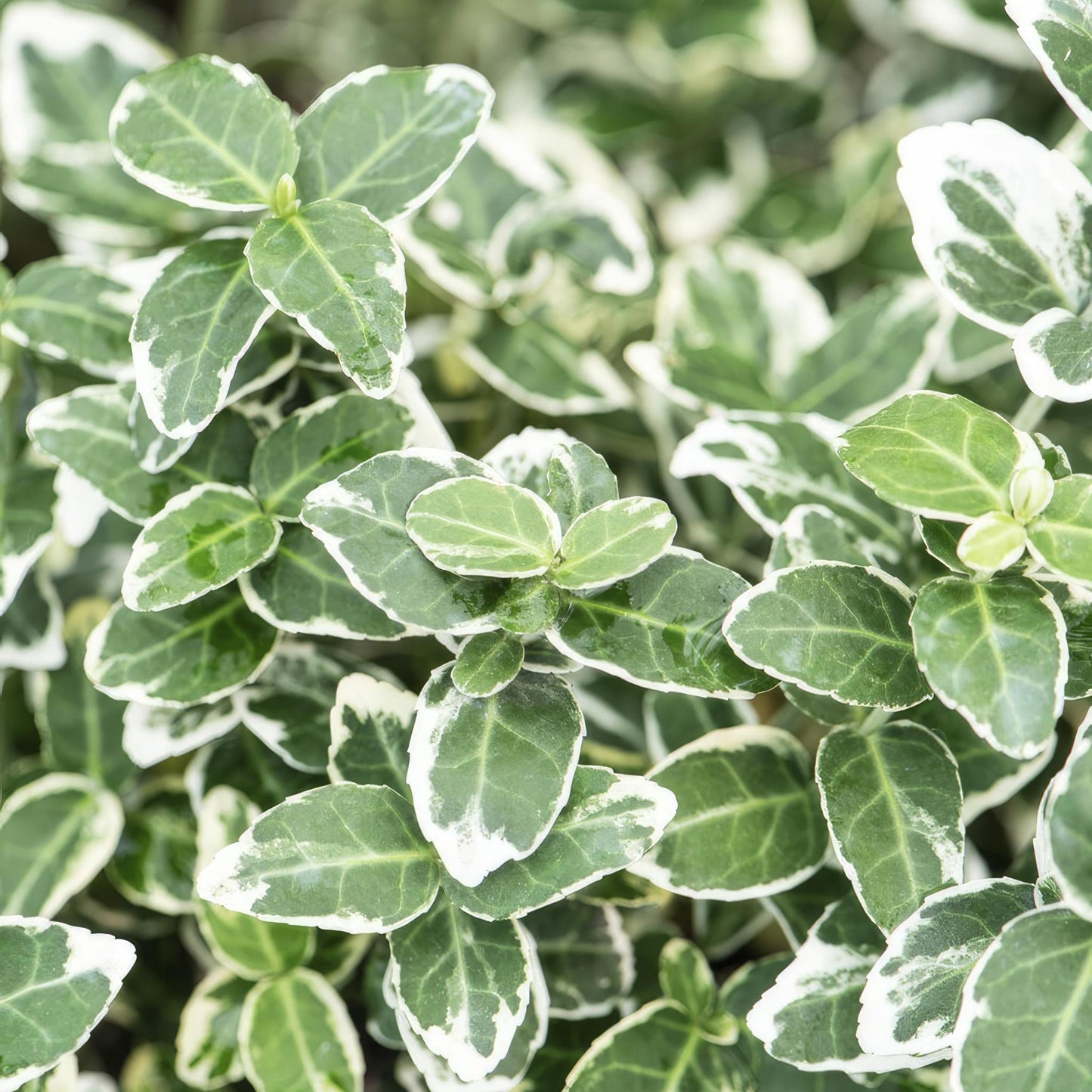 Euonymus 'Emerald 'n Gaity' - ↕10-25cm - Ø9cm - 12x