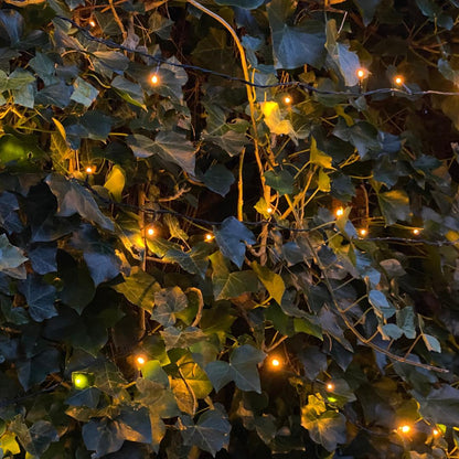 Hedera Hibernica - Klimop - Gestokt - ↨125 - 150 cm