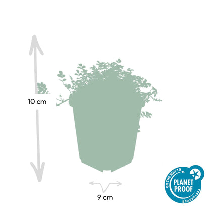 Acaena microphylla 'Kupferteppich' - ↕25cm - Ø9cm - 40x