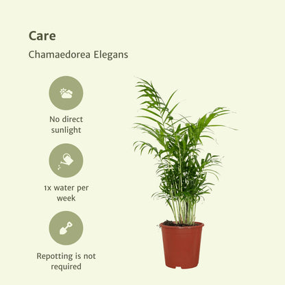 Chamaedorea Elegans (Mexicaanse Bergpalm) - 2 stuks - Ø17cm - ↕55cm