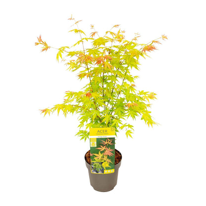 Acer palmatum Orange Dream - Ø19 - ↨50cm