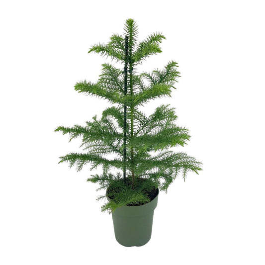 Araucaria Heterophylla - Ø14 - ↨40cm