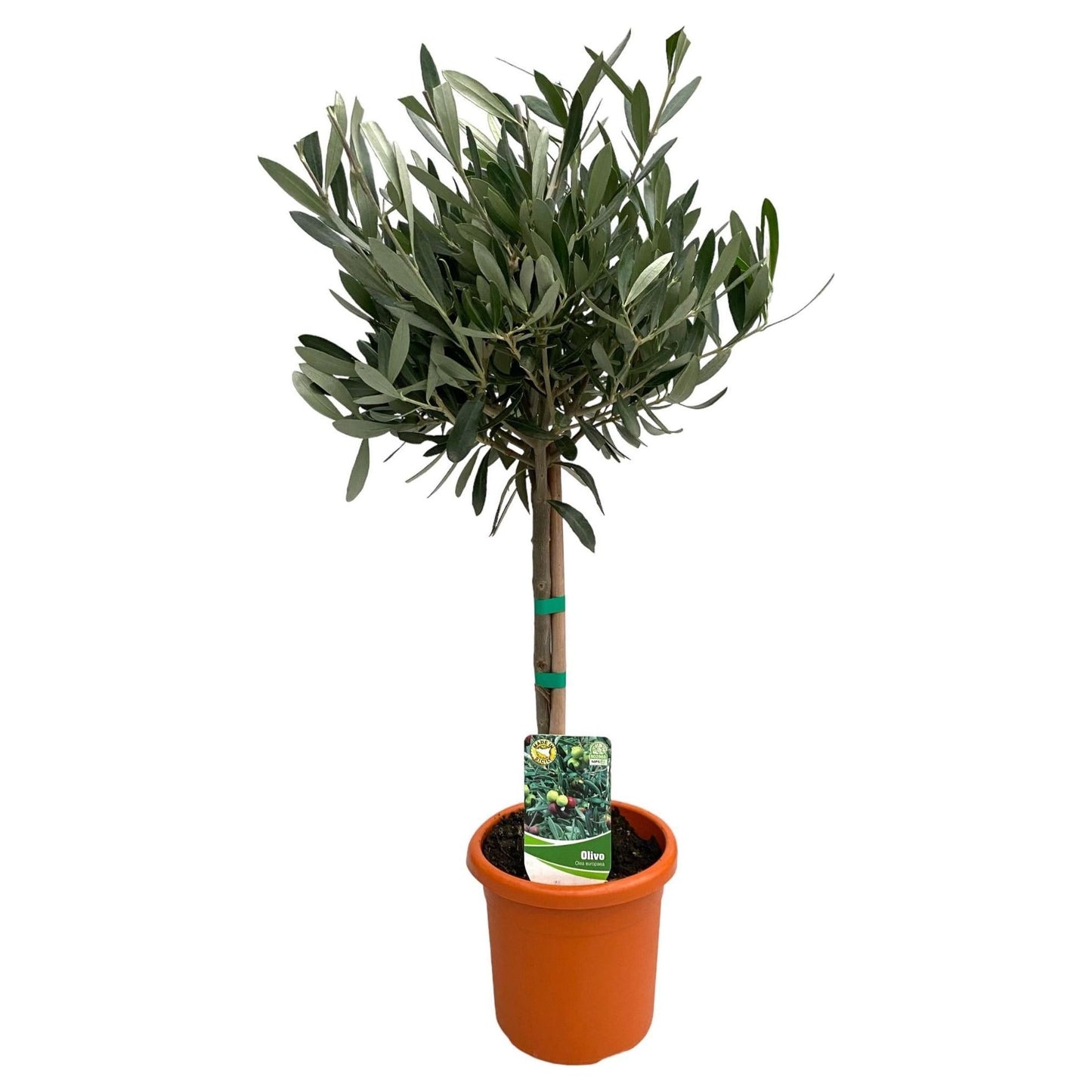 Olea Europaea "op Stam" - Ø15cm - ↕60cm