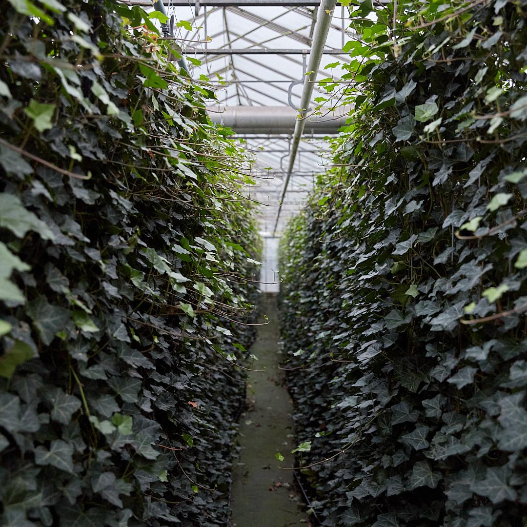 Hedera Hibernica - Klimop - Gestokt - ↨125 - 150 cm