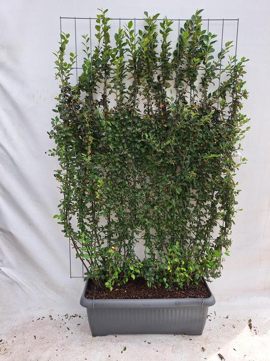 Cotoneaster lucidus - Dwergmispel - Kant-en-Klaar Haag - 120 x 40 x 180 cm