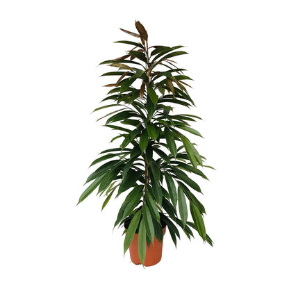 Ficus Binnendijkii Amstel King Ø21cm - ↕95cm