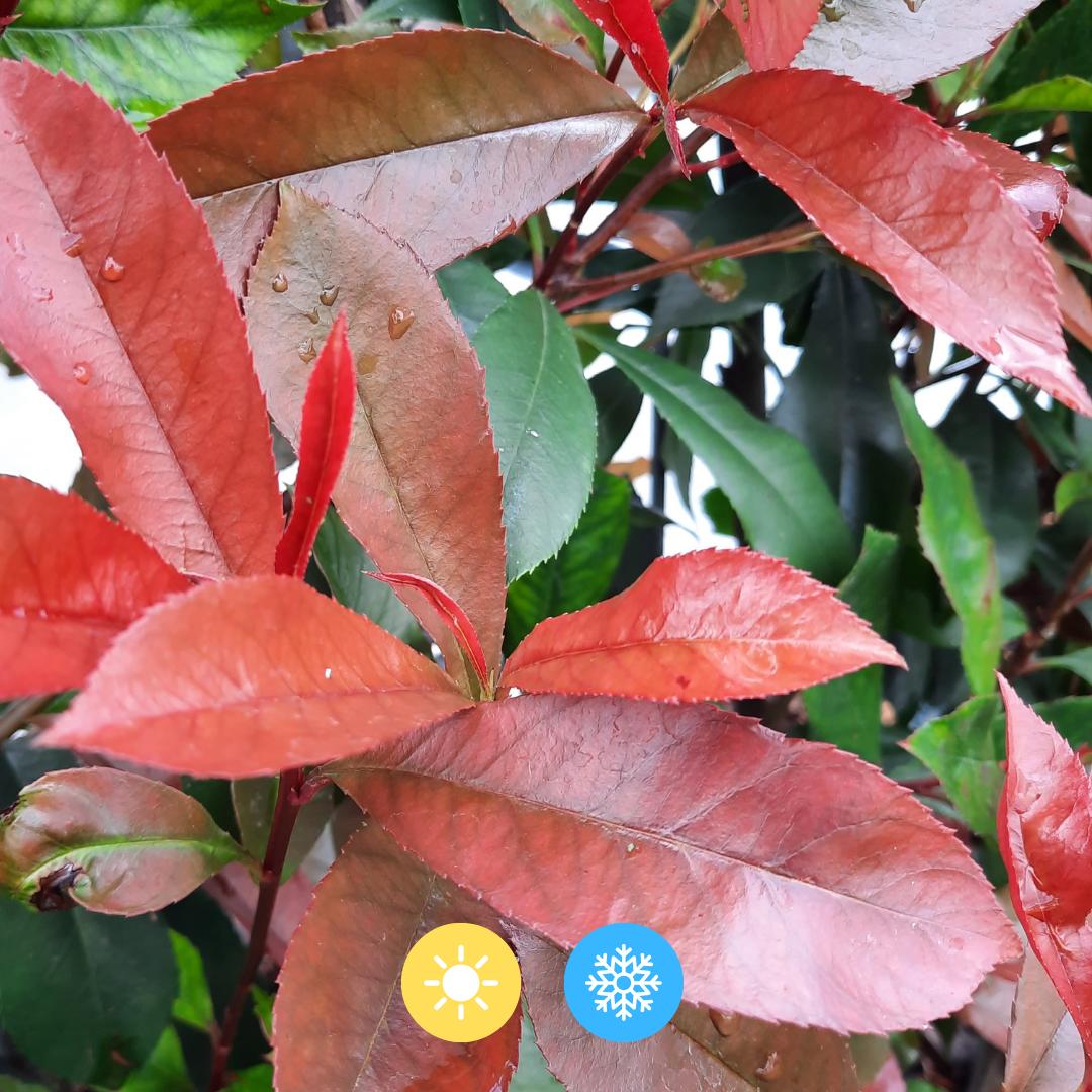 Photinia Fraseri 'Carré Rouge' - Glansmispel - Kant-en-Klaar Haag - 120 x 40 x 180 cm