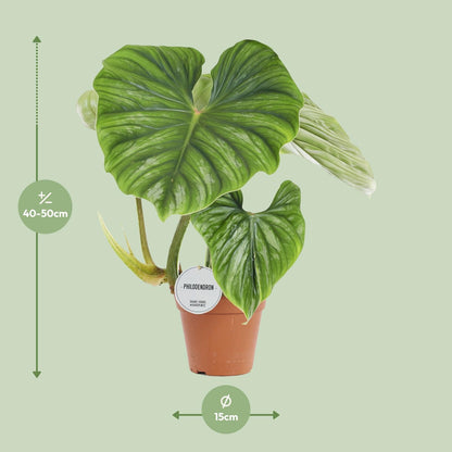 Philodendron Plowmanii - Ø15cm - ↕50cm