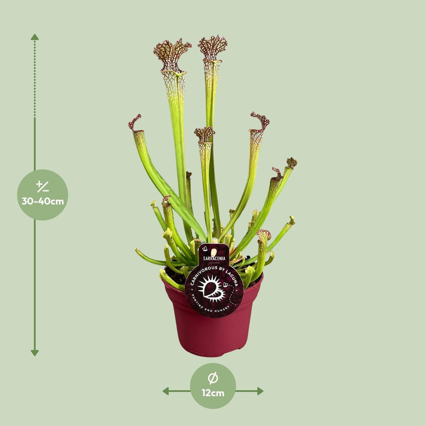 Sarracenia Farnhamii - Ø12cm - ↕40cm