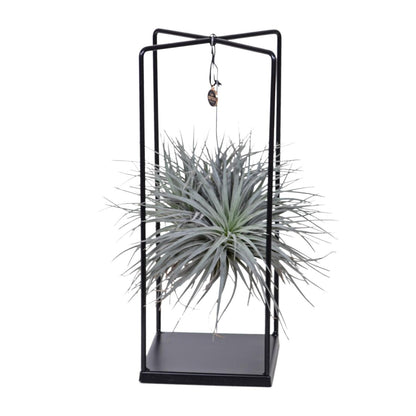 Tillandsia Cube Mix 1 stuk - Ø20cm - ↕20cm