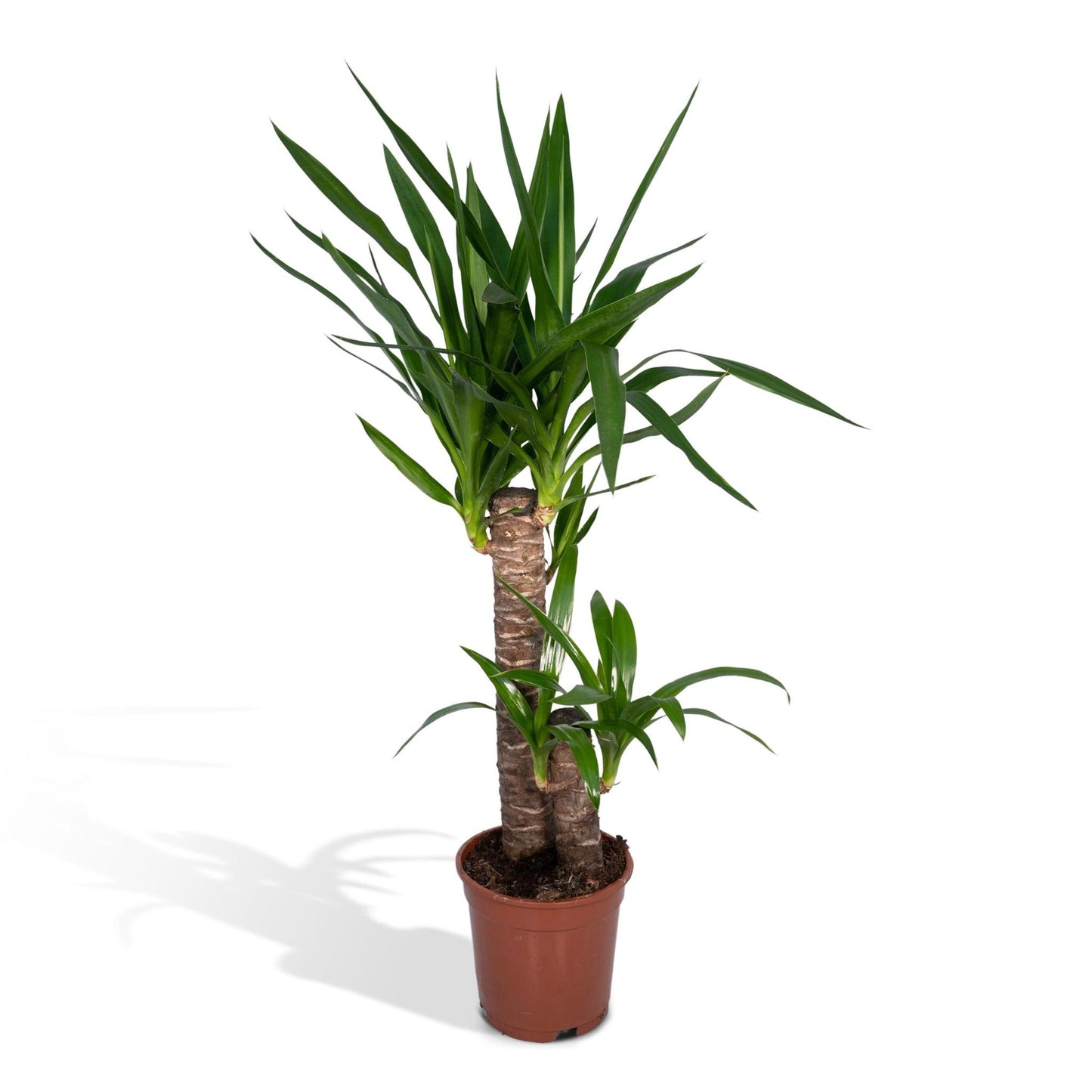 Yucca Elephantipes - Ø17 - ↨85cm