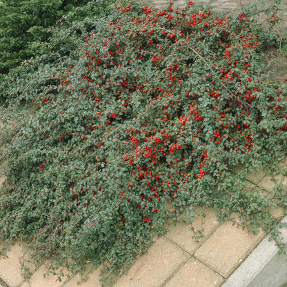 Cotoneaster dammeri - ↕10-25cm - Ø9cm - 40x