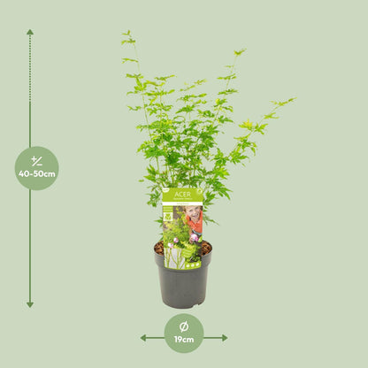 Acer palmatum Going Green - Ø19 - ↨50cm