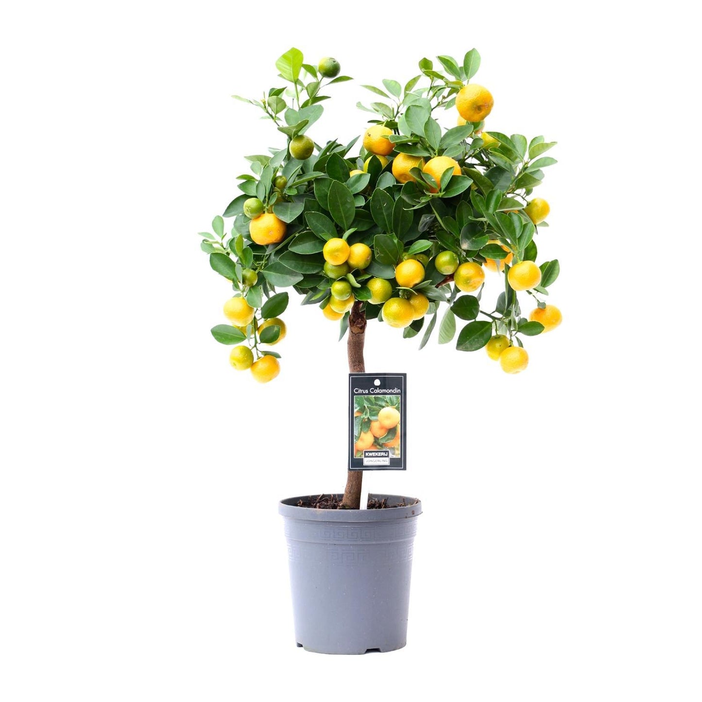 Citrus Calamondin - Ø15cm - ↕45cm