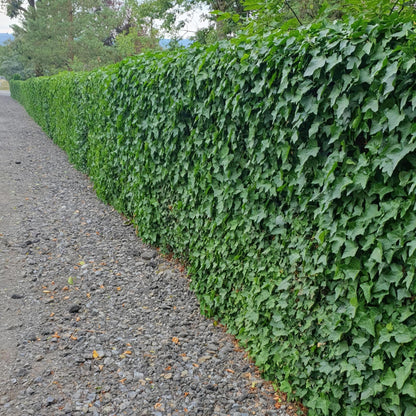 Hedera Hibernica - ↕10-25cm - Ø9cm - 40x