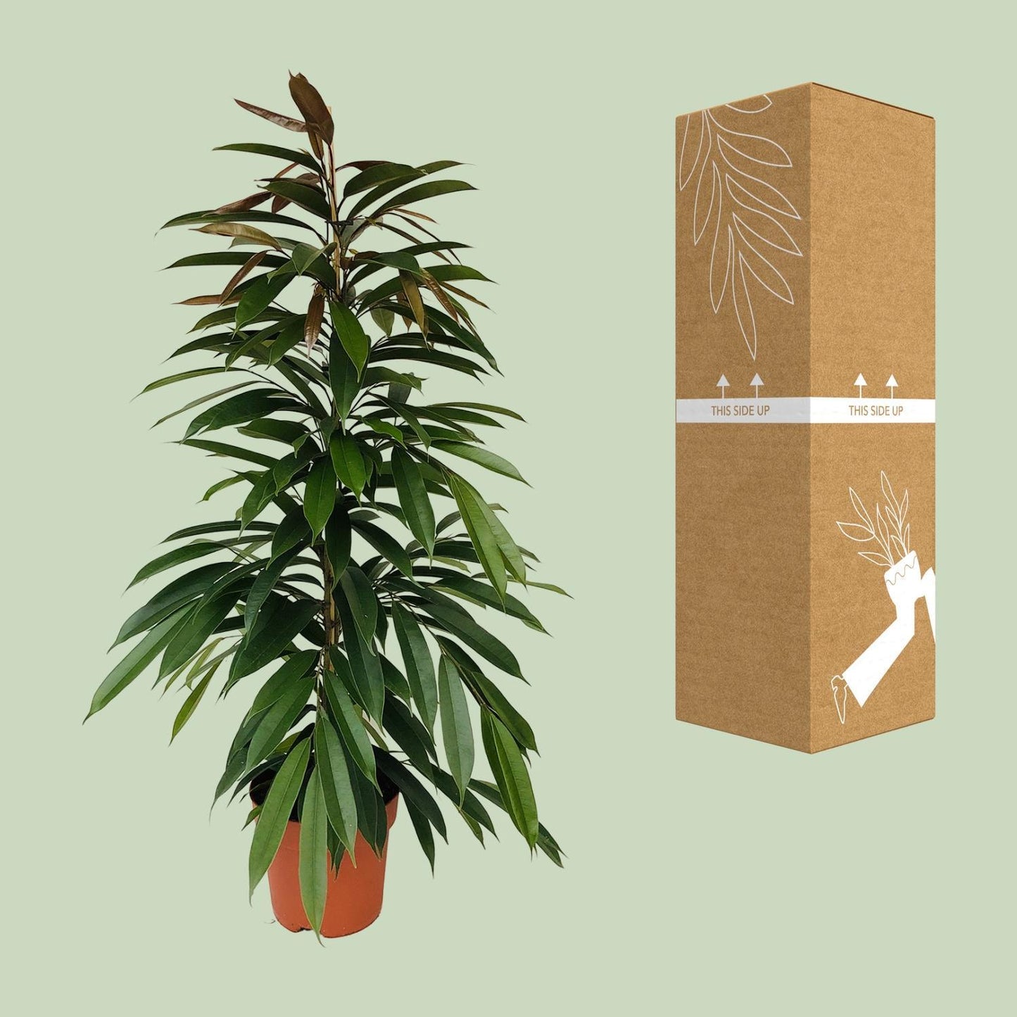 Ficus Binnendijkii Amstel King Ø21cm - ↕95cm