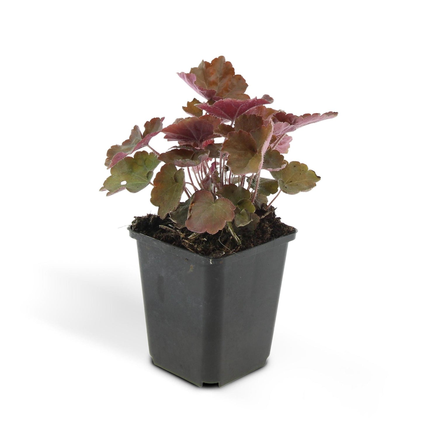 Heuchera mic. 'Palace Purple' - ↕25cm - Ø9cm