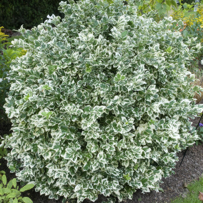 Euonymus 'Emerald 'n Gaity' - ↕10-25cm - Ø9cm - 20x