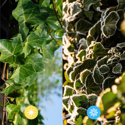 Hedera Hibernica - Klimop - Gestokt - ↨125 - 150 cm