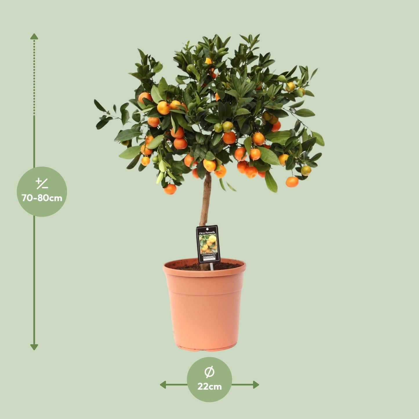 Citrus Calamondin - Ø22cm - ↕80cm