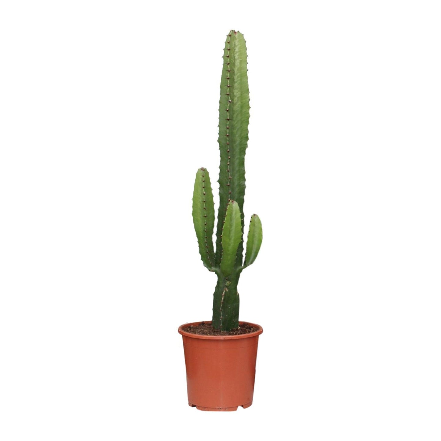 Euphorbia Acrurensis - Ø17 - ↨50cm