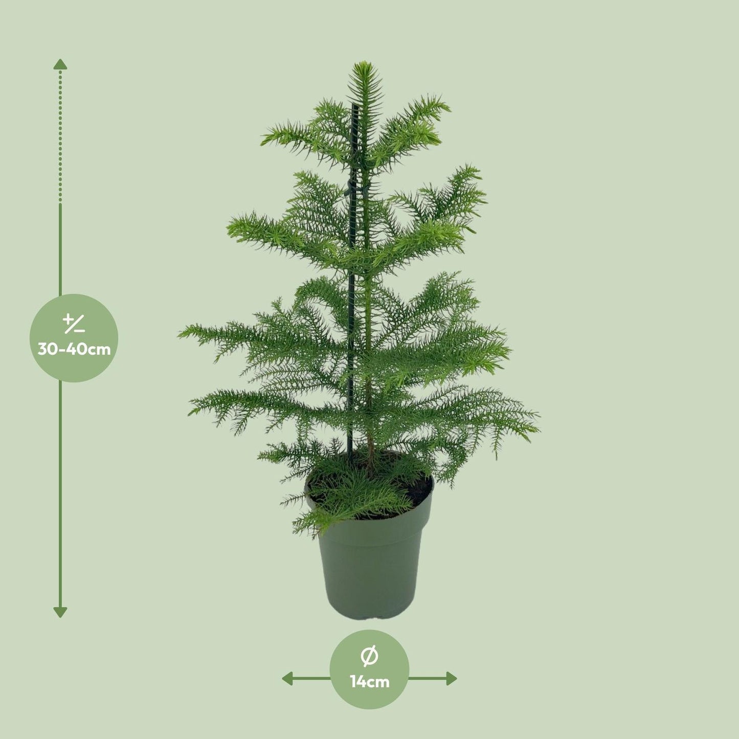 Araucaria Heterophylla - Ø14 - ↨40cm