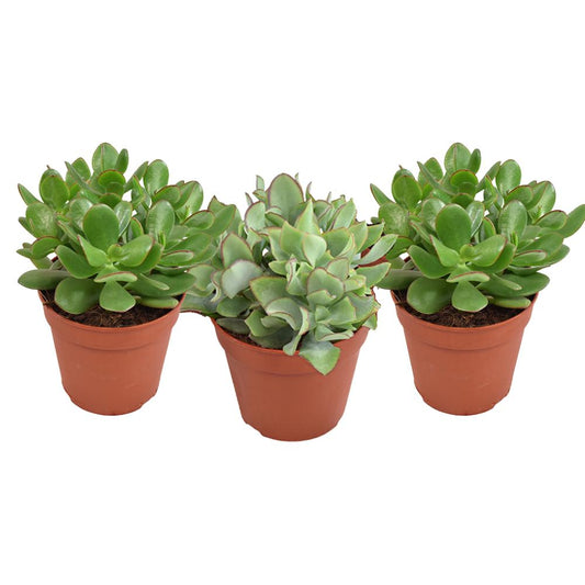 Crassula plantjes gemengd - 3 stuks - Ø12cm - ↕20cm