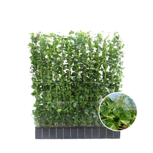 Hedera Hibernica - Klimop - Kant-en-Klaar Haag  ↔120cm - ↨120 cm