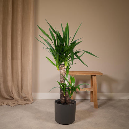 Yucca Elephantipes - Ø17 - ↨85cm