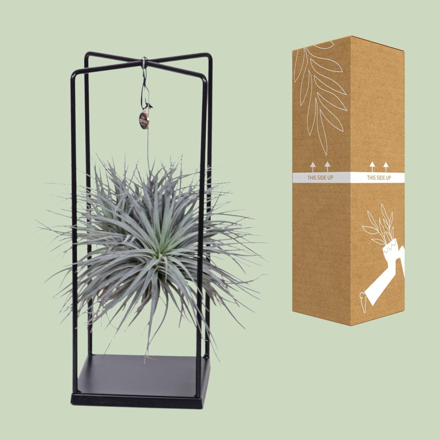 Tillandsia Cube Mix 1 stuk - Ø20cm - ↕20cm