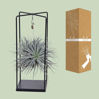 Tillandsia Cube Mix 1 stuk - Ø20cm - ↕20cm