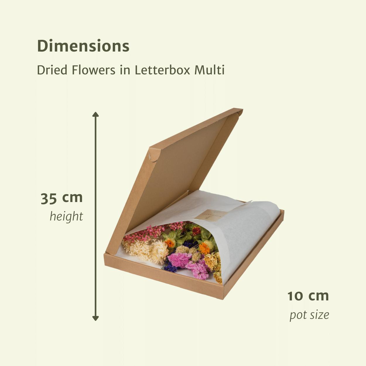 Droogbloemen in Letterbox Multi - Multi